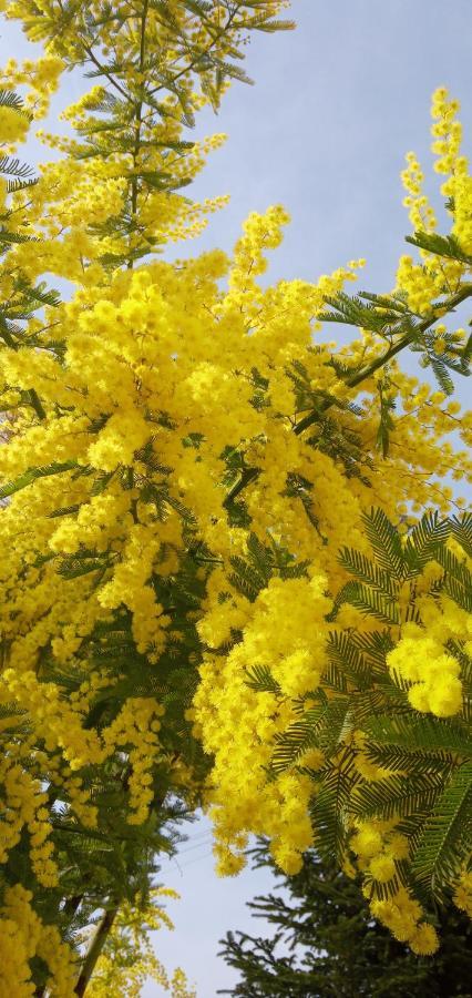 Villa Locazione Mimosa Con Giardino à Ostellato Extérieur photo